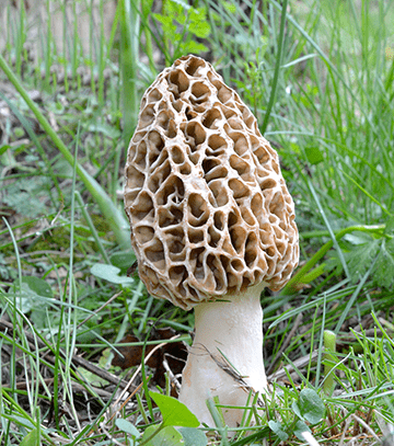 Micocyl