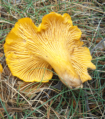 Micocyl