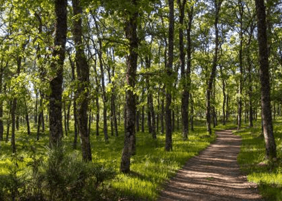 Disfruta de la ruta de los senderos micológicos salmantinos