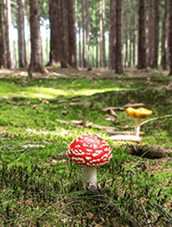 Montes regulados