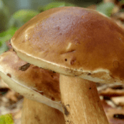 Micocyl